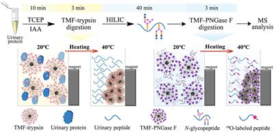 An Ultrafast N-Glycoproteome Analysis Method Using Thermoresponsive Magnetic Fluid-Immobilized Enzymes